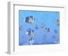 A School of Clownfish Swimming in the Sea-null-Framed Art Print