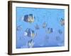 A School of Clownfish Swimming in the Sea-null-Framed Art Print