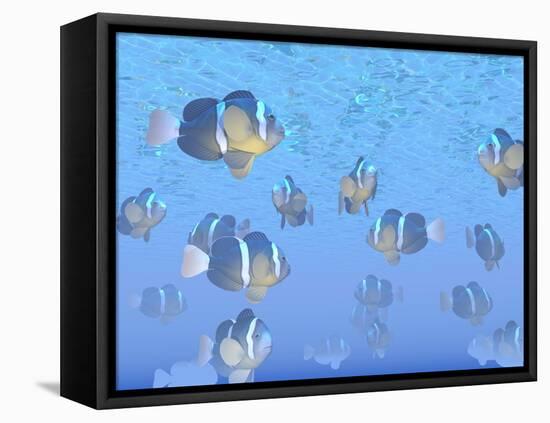 A School of Clownfish Swimming in the Sea-null-Framed Stretched Canvas