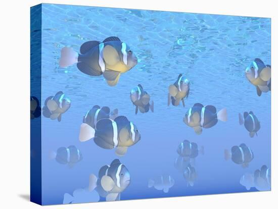 A School of Clownfish Swimming in the Sea-null-Stretched Canvas