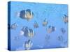 A School of Clownfish Swimming in the Sea-null-Stretched Canvas