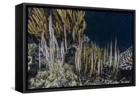 A School of Razorfish (Aeoliscus Strigatus)-Michael Nolan-Framed Stretched Canvas