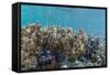 A School of Razorfish (Aeoliscus Strigatus)-Michael Nolan-Framed Stretched Canvas