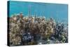 A School of Razorfish (Aeoliscus Strigatus)-Michael Nolan-Stretched Canvas