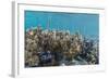 A School of Razorfish (Aeoliscus Strigatus)-Michael Nolan-Framed Photographic Print