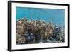 A School of Razorfish (Aeoliscus Strigatus)-Michael Nolan-Framed Photographic Print