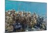 A School of Razorfish (Aeoliscus Strigatus)-Michael Nolan-Mounted Photographic Print