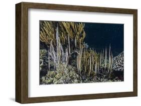 A School of Razorfish (Aeoliscus Strigatus)-Michael Nolan-Framed Photographic Print