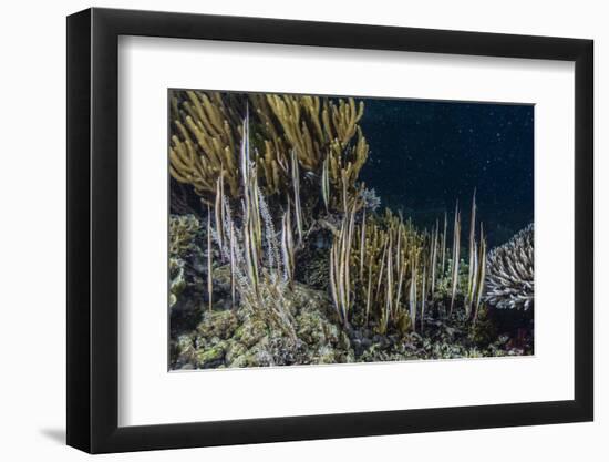 A School of Razorfish (Aeoliscus Strigatus)-Michael Nolan-Framed Photographic Print