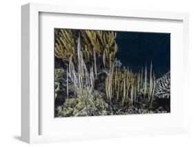 A School of Razorfish (Aeoliscus Strigatus)-Michael Nolan-Framed Photographic Print