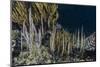 A School of Razorfish (Aeoliscus Strigatus)-Michael Nolan-Mounted Photographic Print