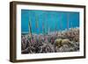 A school of razorfish , suspended upside down on Sebayur Island, Komodo Nat'l Park, Indonesia-Michael Nolan-Framed Premium Photographic Print