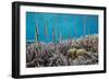 A school of razorfish , suspended upside down on Sebayur Island, Komodo Nat'l Park, Indonesia-Michael Nolan-Framed Premium Photographic Print