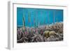 A school of razorfish , suspended upside down on Sebayur Island, Komodo Nat'l Park, Indonesia-Michael Nolan-Framed Premium Photographic Print