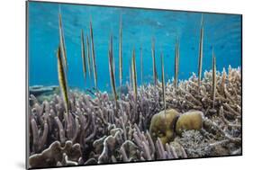 A school of razorfish , suspended upside down on Sebayur Island, Komodo Nat'l Park, Indonesia-Michael Nolan-Mounted Premium Photographic Print