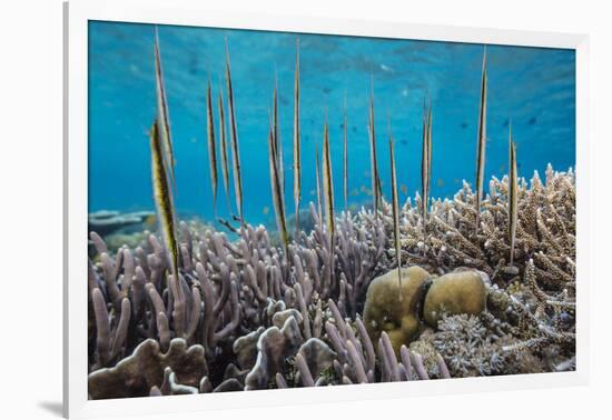 A school of razorfish , suspended upside down on Sebayur Island, Komodo Nat'l Park, Indonesia-Michael Nolan-Framed Photographic Print