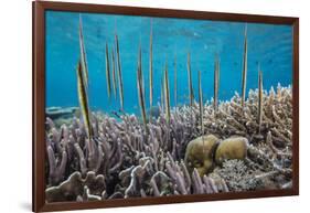 A school of razorfish , suspended upside down on Sebayur Island, Komodo Nat'l Park, Indonesia-Michael Nolan-Framed Photographic Print