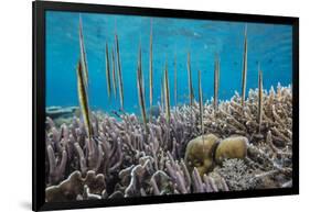 A school of razorfish , suspended upside down on Sebayur Island, Komodo Nat'l Park, Indonesia-Michael Nolan-Framed Photographic Print