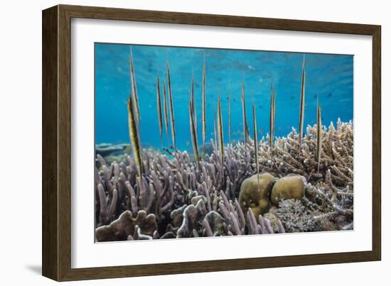 A school of razorfish , suspended upside down on Sebayur Island, Komodo Nat'l Park, Indonesia-Michael Nolan-Framed Photographic Print