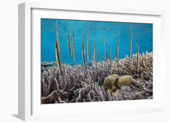 A school of razorfish , suspended upside down on Sebayur Island, Komodo Nat'l Park, Indonesia-Michael Nolan-Framed Photographic Print