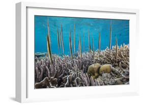 A school of razorfish , suspended upside down on Sebayur Island, Komodo Nat'l Park, Indonesia-Michael Nolan-Framed Photographic Print