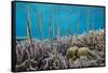 A school of razorfish , suspended upside down on Sebayur Island, Komodo Nat'l Park, Indonesia-Michael Nolan-Framed Stretched Canvas