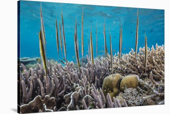 A school of razorfish , suspended upside down on Sebayur Island, Komodo Nat'l Park, Indonesia-Michael Nolan-Stretched Canvas