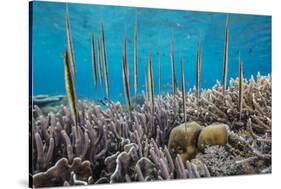 A school of razorfish , suspended upside down on Sebayur Island, Komodo Nat'l Park, Indonesia-Michael Nolan-Stretched Canvas