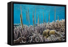 A school of razorfish , suspended upside down on Sebayur Island, Komodo Nat'l Park, Indonesia-Michael Nolan-Framed Stretched Canvas