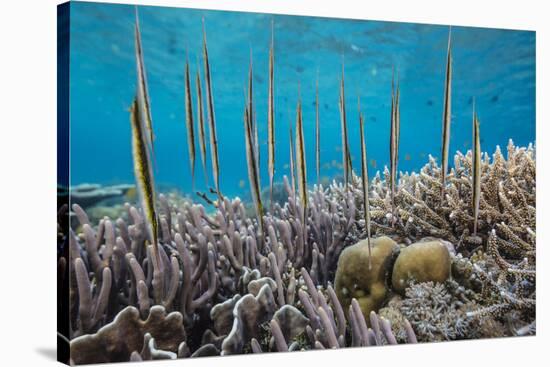 A school of razorfish , suspended upside down on Sebayur Island, Komodo Nat'l Park, Indonesia-Michael Nolan-Stretched Canvas