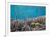 A school of razorfish , suspended upside down on Sebayur Island, Komodo Nat'l Park, Indonesia-Michael Nolan-Framed Photographic Print