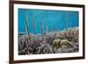 A school of razorfish , suspended upside down on Sebayur Island, Komodo Nat'l Park, Indonesia-Michael Nolan-Framed Photographic Print