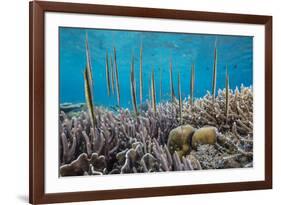 A school of razorfish , suspended upside down on Sebayur Island, Komodo Nat'l Park, Indonesia-Michael Nolan-Framed Photographic Print