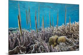 A school of razorfish , suspended upside down on Sebayur Island, Komodo Nat'l Park, Indonesia-Michael Nolan-Mounted Photographic Print