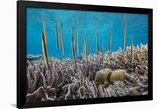 A school of razorfish , suspended upside down on Sebayur Island, Komodo Nat'l Park, Indonesia-Michael Nolan-Framed Photographic Print