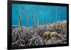 A school of razorfish , suspended upside down on Sebayur Island, Komodo Nat'l Park, Indonesia-Michael Nolan-Framed Photographic Print