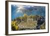 A school of razorfish , suspended upside down on Sebayur Island, Komodo Nat'l Park, Indonesia-Michael Nolan-Framed Photographic Print