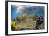 A school of razorfish , suspended upside down on Sebayur Island, Komodo Nat'l Park, Indonesia-Michael Nolan-Framed Photographic Print