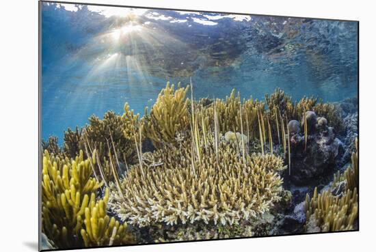 A school of razorfish , suspended upside down on Sebayur Island, Komodo Nat'l Park, Indonesia-Michael Nolan-Mounted Photographic Print