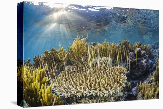 A school of razorfish , suspended upside down on Sebayur Island, Komodo Nat'l Park, Indonesia-Michael Nolan-Stretched Canvas