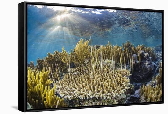 A school of razorfish , suspended upside down on Sebayur Island, Komodo Nat'l Park, Indonesia-Michael Nolan-Framed Stretched Canvas