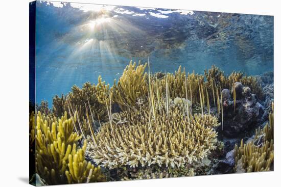 A school of razorfish , suspended upside down on Sebayur Island, Komodo Nat'l Park, Indonesia-Michael Nolan-Stretched Canvas