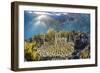 A school of razorfish , suspended upside down on Sebayur Island, Komodo Nat'l Park, Indonesia-Michael Nolan-Framed Photographic Print