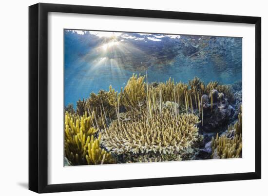 A school of razorfish , suspended upside down on Sebayur Island, Komodo Nat'l Park, Indonesia-Michael Nolan-Framed Photographic Print