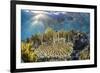 A school of razorfish , suspended upside down on Sebayur Island, Komodo Nat'l Park, Indonesia-Michael Nolan-Framed Photographic Print