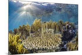 A school of razorfish , suspended upside down on Sebayur Island, Komodo Nat'l Park, Indonesia-Michael Nolan-Mounted Photographic Print