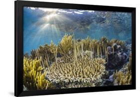 A school of razorfish , suspended upside down on Sebayur Island, Komodo Nat'l Park, Indonesia-Michael Nolan-Framed Photographic Print