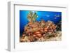 A school of Shoulderbar soldierfish, Hawaii-David Fleetham-Framed Photographic Print