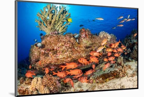 A school of Shoulderbar soldierfish, Hawaii-David Fleetham-Mounted Photographic Print