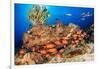 A school of Shoulderbar soldierfish, Hawaii-David Fleetham-Framed Photographic Print